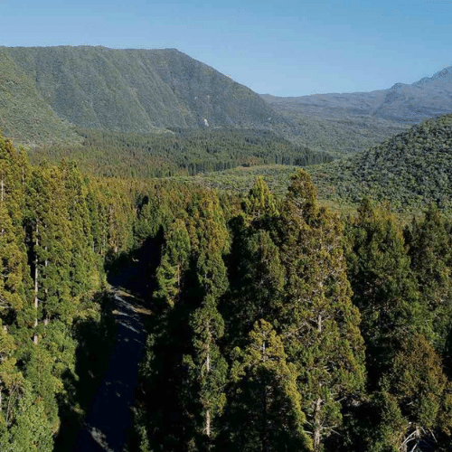 Forêt de bébour la réunion