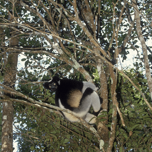 Indri Indri Madagascar