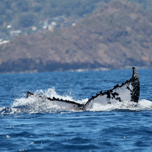 La Réunion baleine