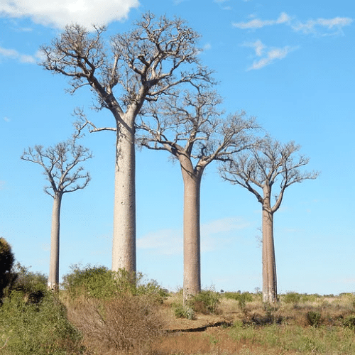 Zombitse Madagascar