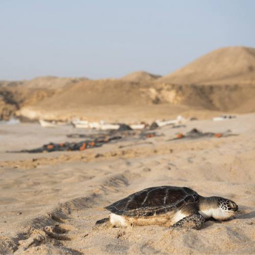 la réserve de tortues de Ras Al Jinz Oman