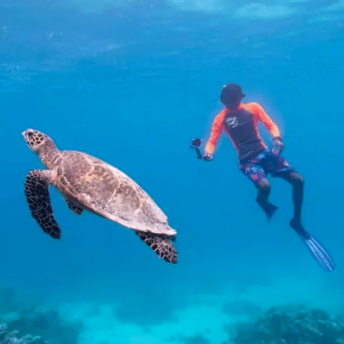 les maldives observation de tortues