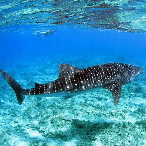 les maldives requin baleine