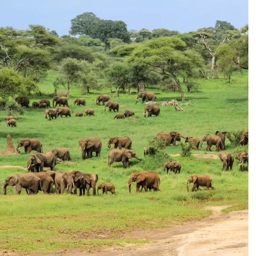 parc national de tarangire Tanzanie