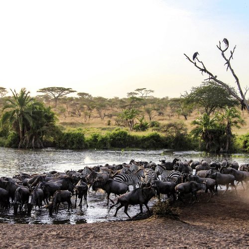 parc national du Serengeti Tanzanie