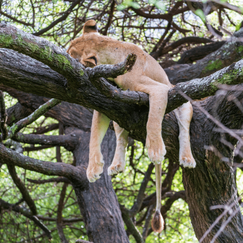 parc national du lac Manyara Tanzanie