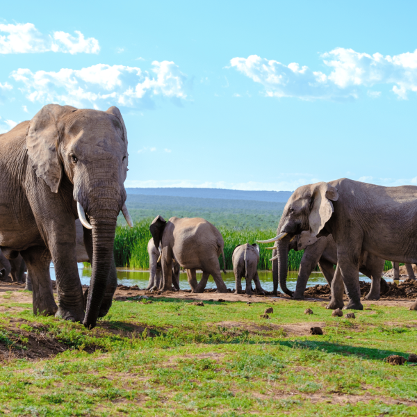 Addo Elephant Park