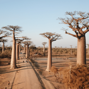 Allée des Baobabs