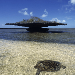 Atoll d’Aldabra Seychelles