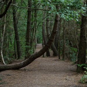 Brocéliande, Bretagne