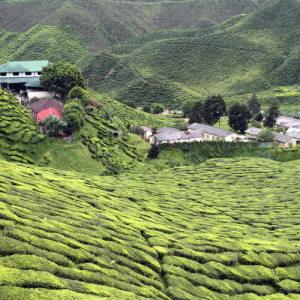 Cameron Highlands, Malaisie