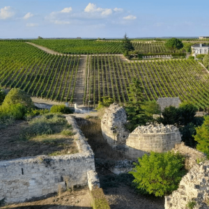 Chinon vignes