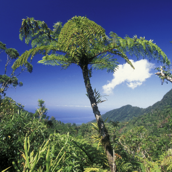 Comores