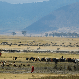 Cratère du Ngorongoro Tanzania