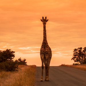 Girafe Afrique du Sud