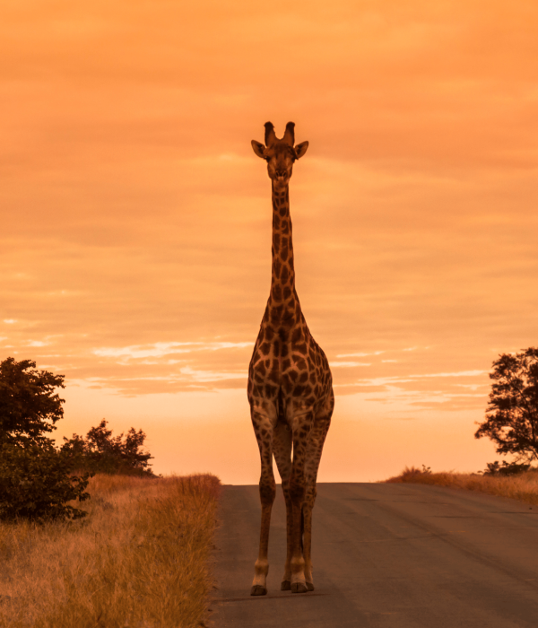 Girafe Afrique du Sud