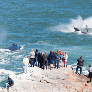 Hermanus et les baleines Afrique du Sud