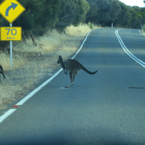 KANGAROO ISLAND, AUSTRALIE