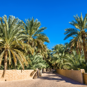 L’Oasis d’Al-Aïn