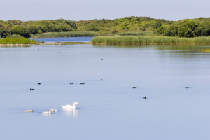 La Baie de Somme, Hauts-de-France