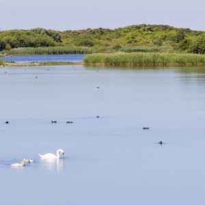 La baie de Somme, Hauts de France (1)