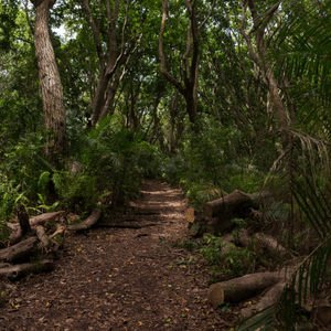 La forêt de Jozani Zanzibar