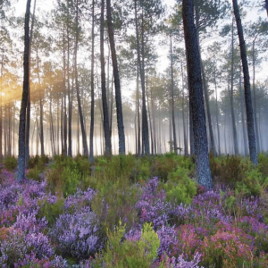 La forêt des Landes, Nouvelle-Aquitaine