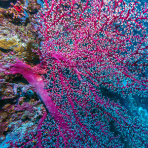 Le « Coral garden » indonésia