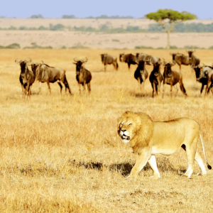 Le Parc du Masaï Mara, kenya