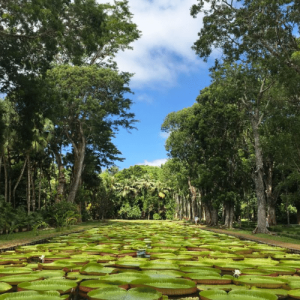 Le jardin des Pamplemousses