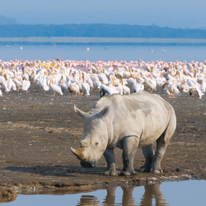 Le lac Nakuru et ses rhinocéros