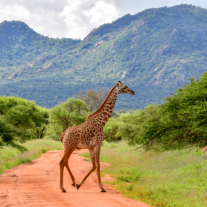 Le parc national de Tsavo, Kenya