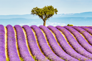 Le plateau de Valensole, Provence-Alpes-Côte d’Azur