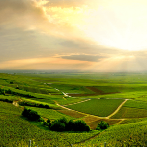 Les coteaux de la Champagne Grand Est