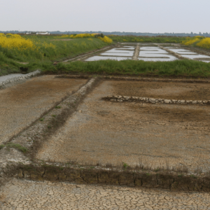 Les marais salants de l’île de Ré, Nouvelle Aquitaine