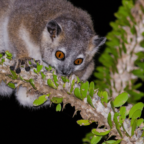 Madagascar