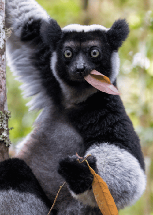 Madagascar Indri