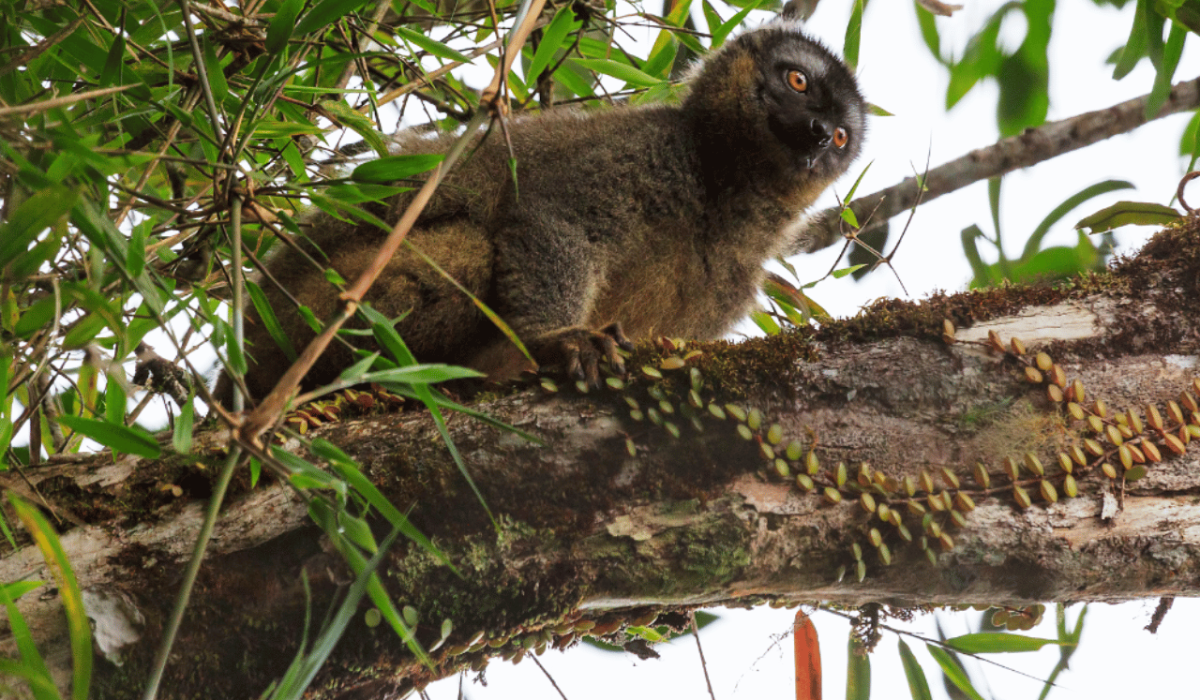 Madagascar Ranomafana parc national