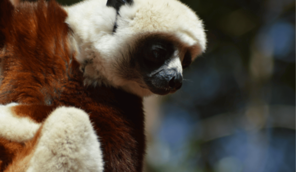 Madagascar Sifaka