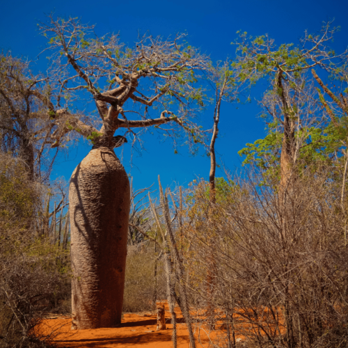 Madagascar forêt de baobabs