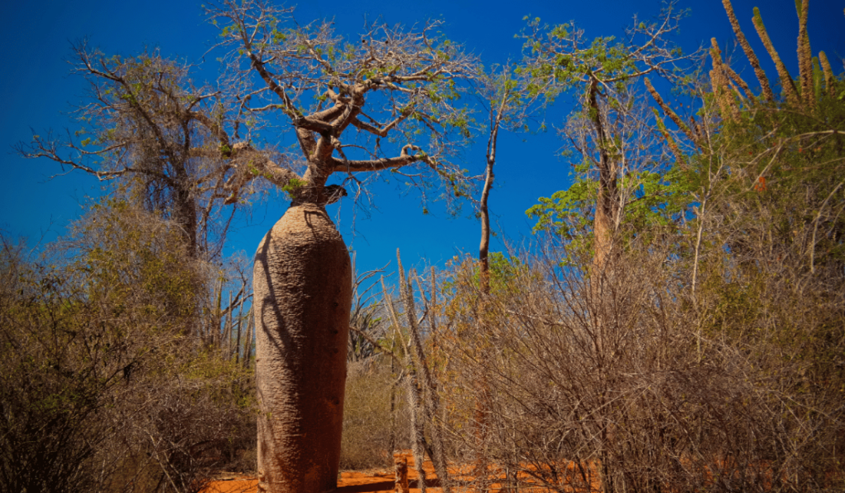 Madagascar forêt de baobabs