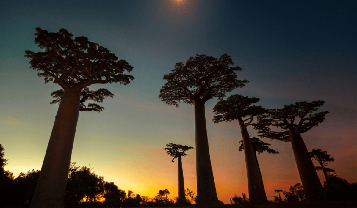 Madagascar forêt de baobabs coucher de soleil