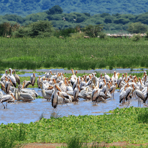 Parc du lac Manyara Tanzanie