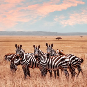 Parc national du Serengeti