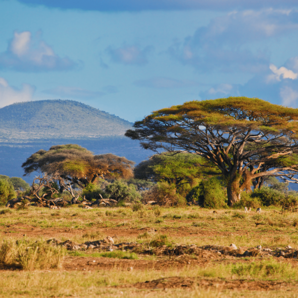 Savane South Africa