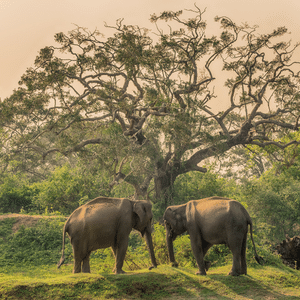 Yala National Park Sri Lanka