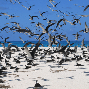 bird island seychelles