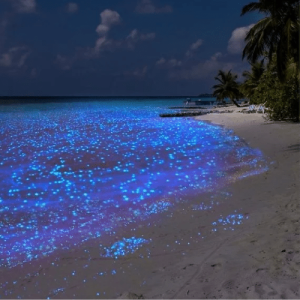 mer d'étoiles Maldives